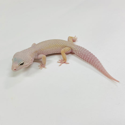 Mack Snow Murphy Patternless Leopard Gecko Male B-C2-90324-1