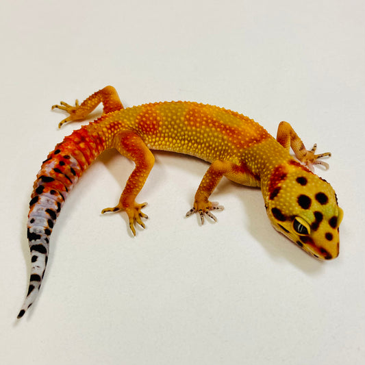 Super Hypo Blood Tangerine Leopard Gecko Female 2025-014