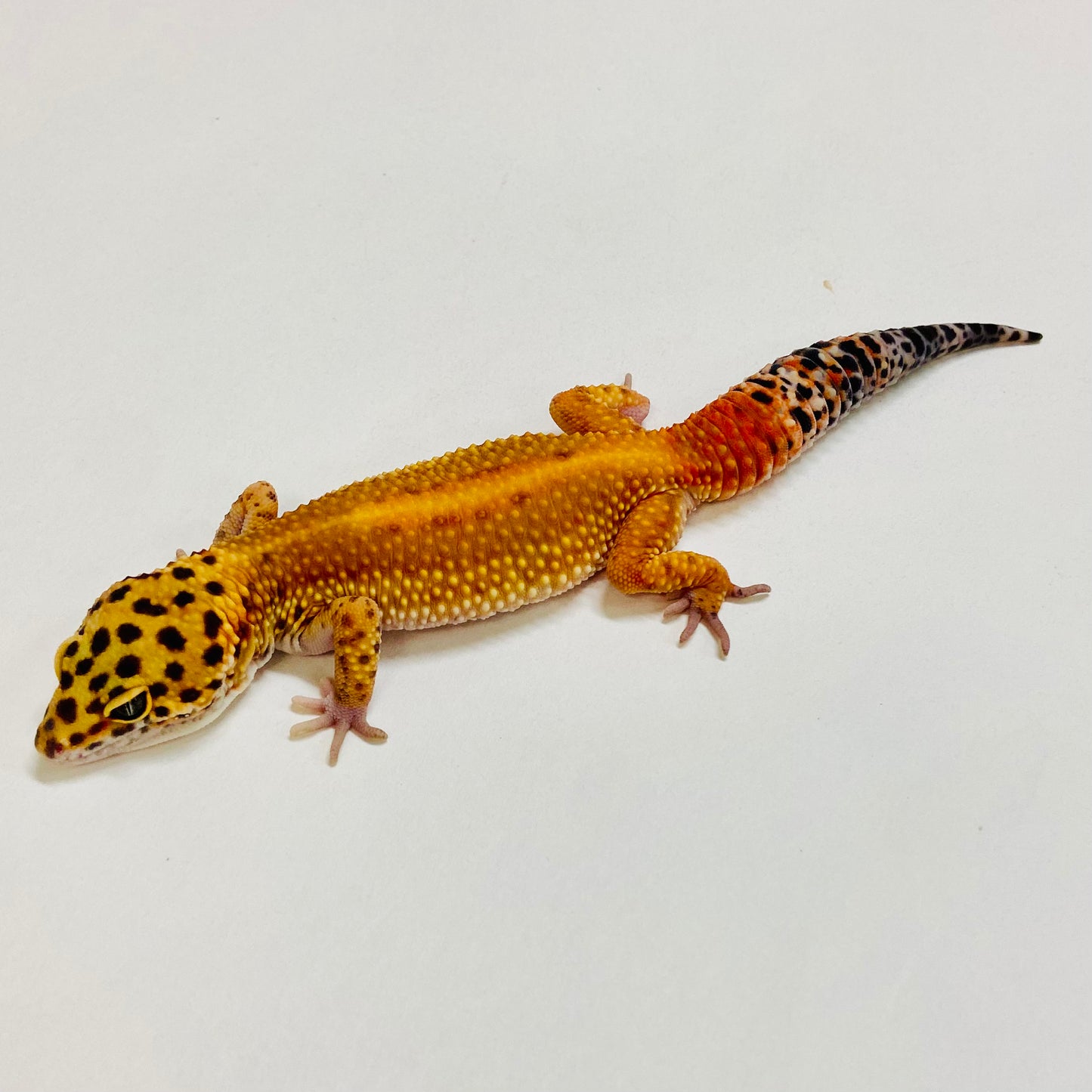 Dark Tangerine Leopard Gecko Female 2025-223