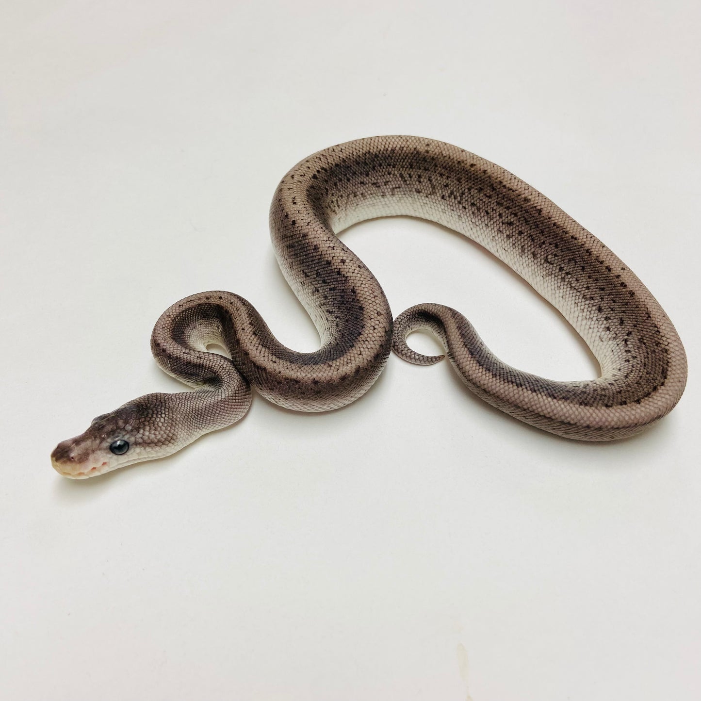 Super Lori Leopard Pinstripe Ball Python Male 2025M01