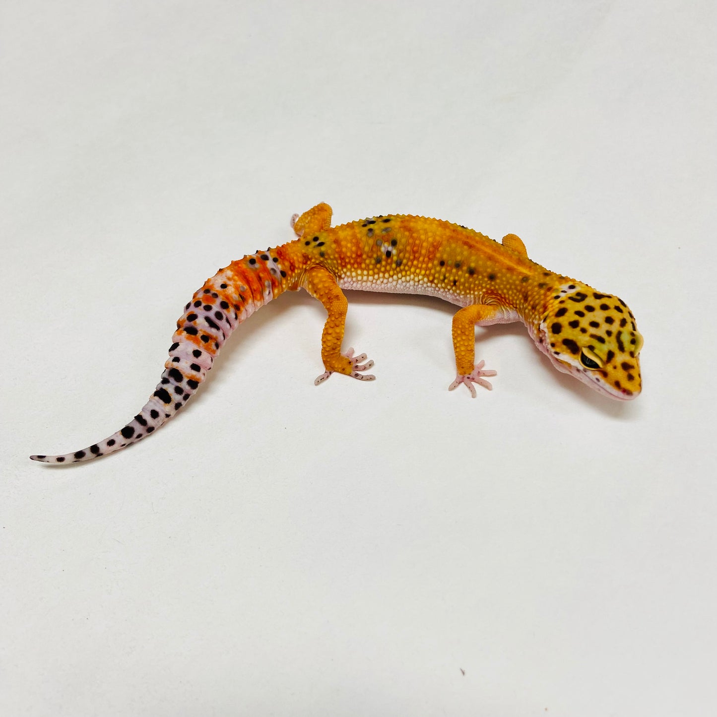 Tangerine W/Y Leopard Gecko Male A-A6-103124-1