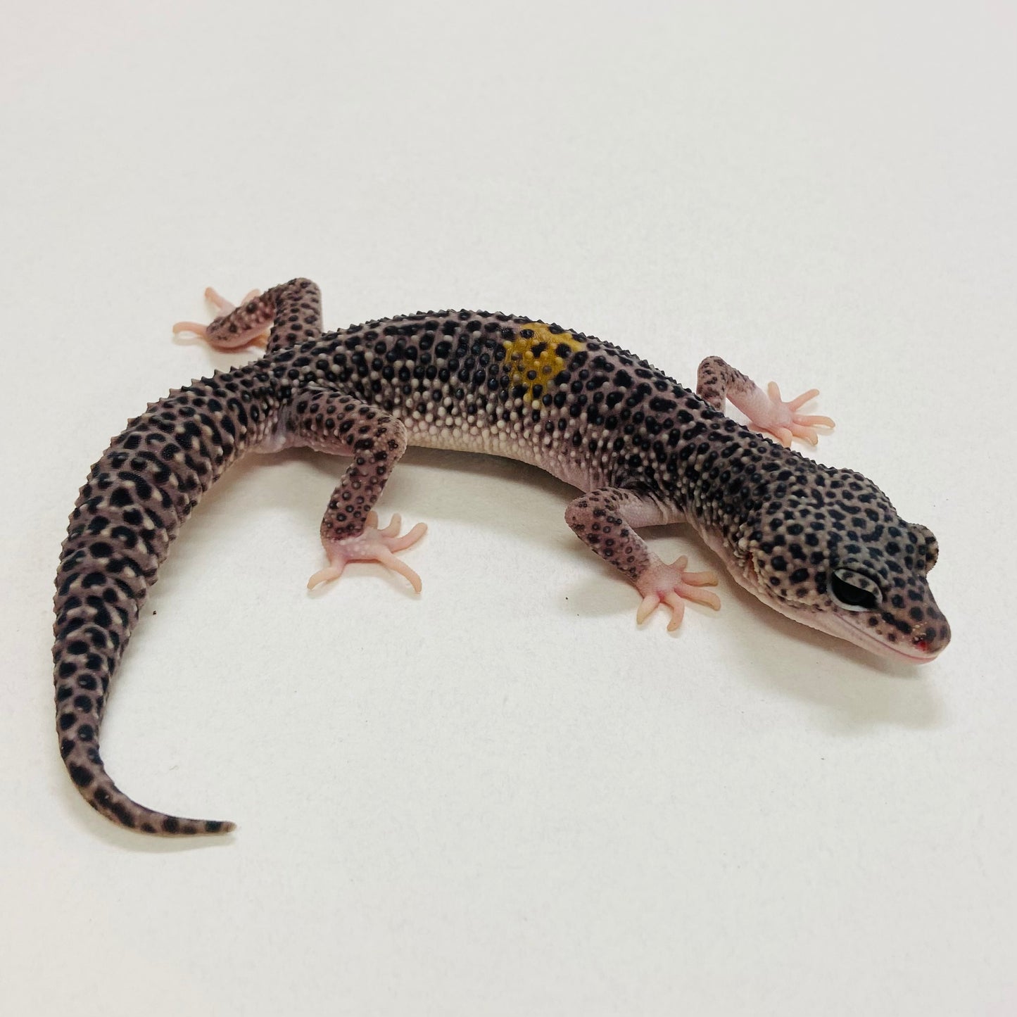 Dark Super Snow w/ Paradox Leopard Gecko Male 2025-126