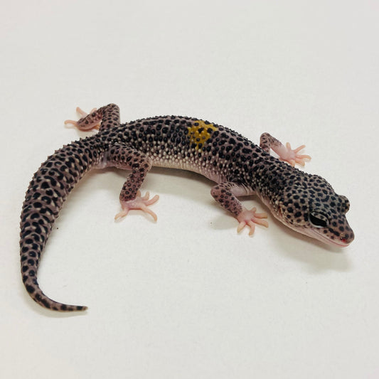 Dark Super Snow w/ Paradox Leopard Gecko Male 2025-126