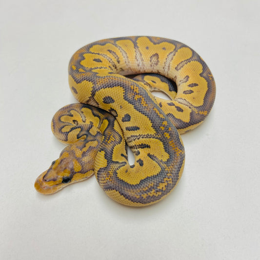 Hypo Clown Ball Python Female 2025F04