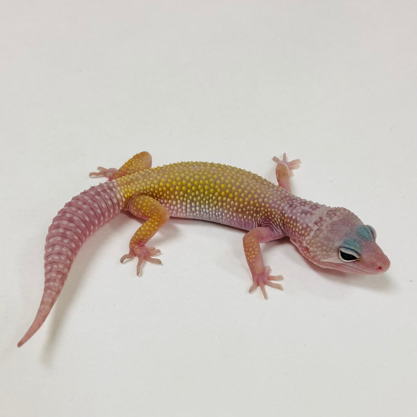 Murphy Patternless Leopard Gecko 2025-107