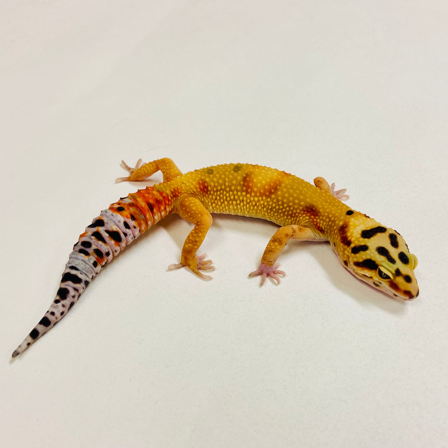 Citrine Leopard Gecko Female 2025-082