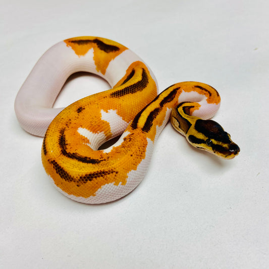 Orange Dream Pied Yellowbelly Pos Enchi Ball Python Female 2025F01