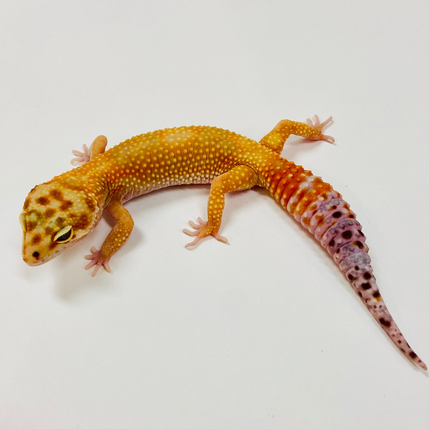 Adult Group 1.4 Citrine Leopard Gecko LBG-02