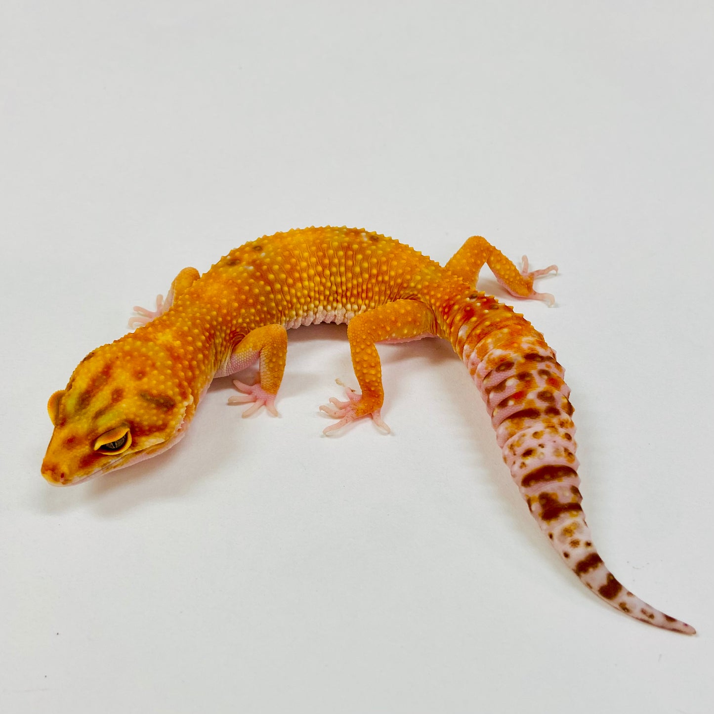 Adult Group 1.4 Sunglow Tremper Eclipse Leopard Gecko LBG-10