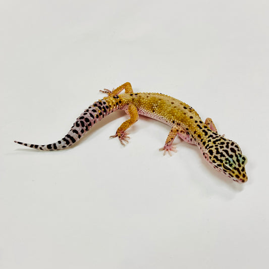 Hypo Mack Snow Leopard Gecko Female H-E1-72220-1