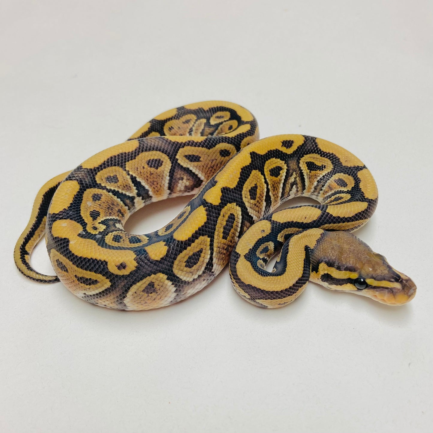 Hypo Het Clown Ball Python Male 2025M04