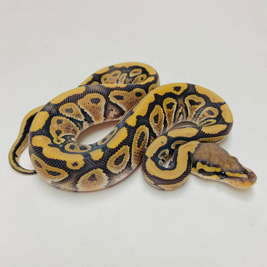 Hypo Het Clown Ball Python Male 2025M04