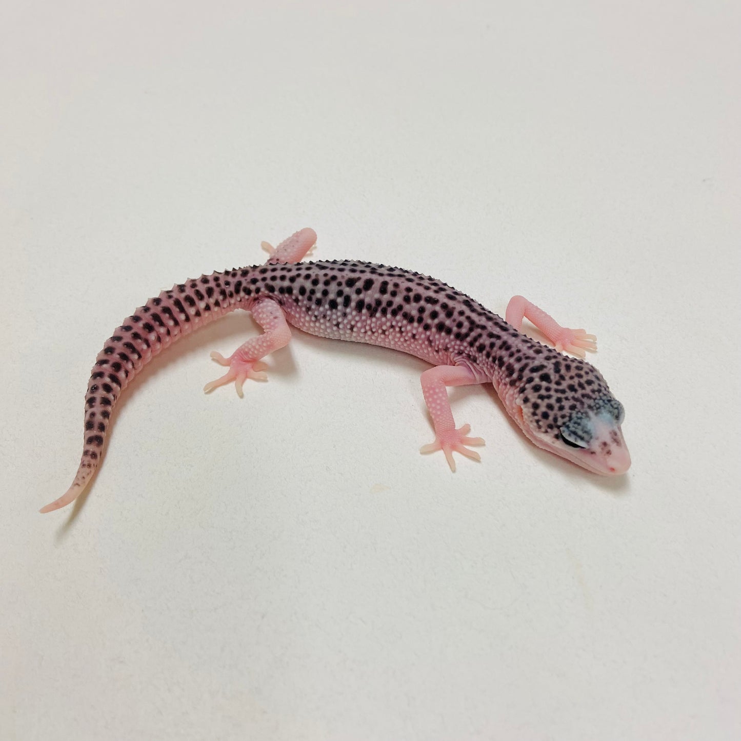 Super Snow Eclipse Leopard Gecko 2025-017
