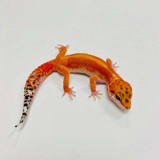 Dark Tangerine Leopard Gecko 2025-135