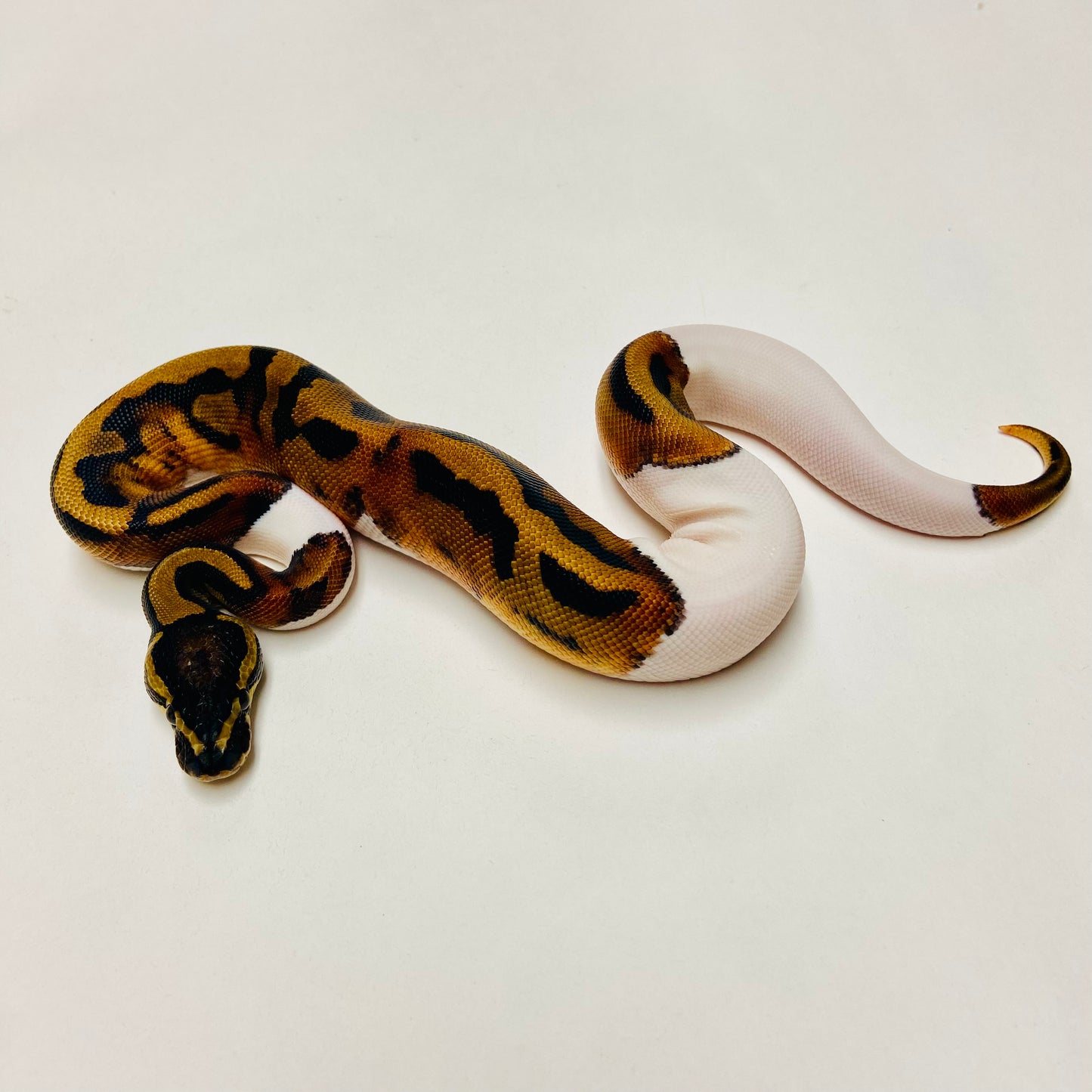 Pied Het Albino Ball Python Male 2025M02