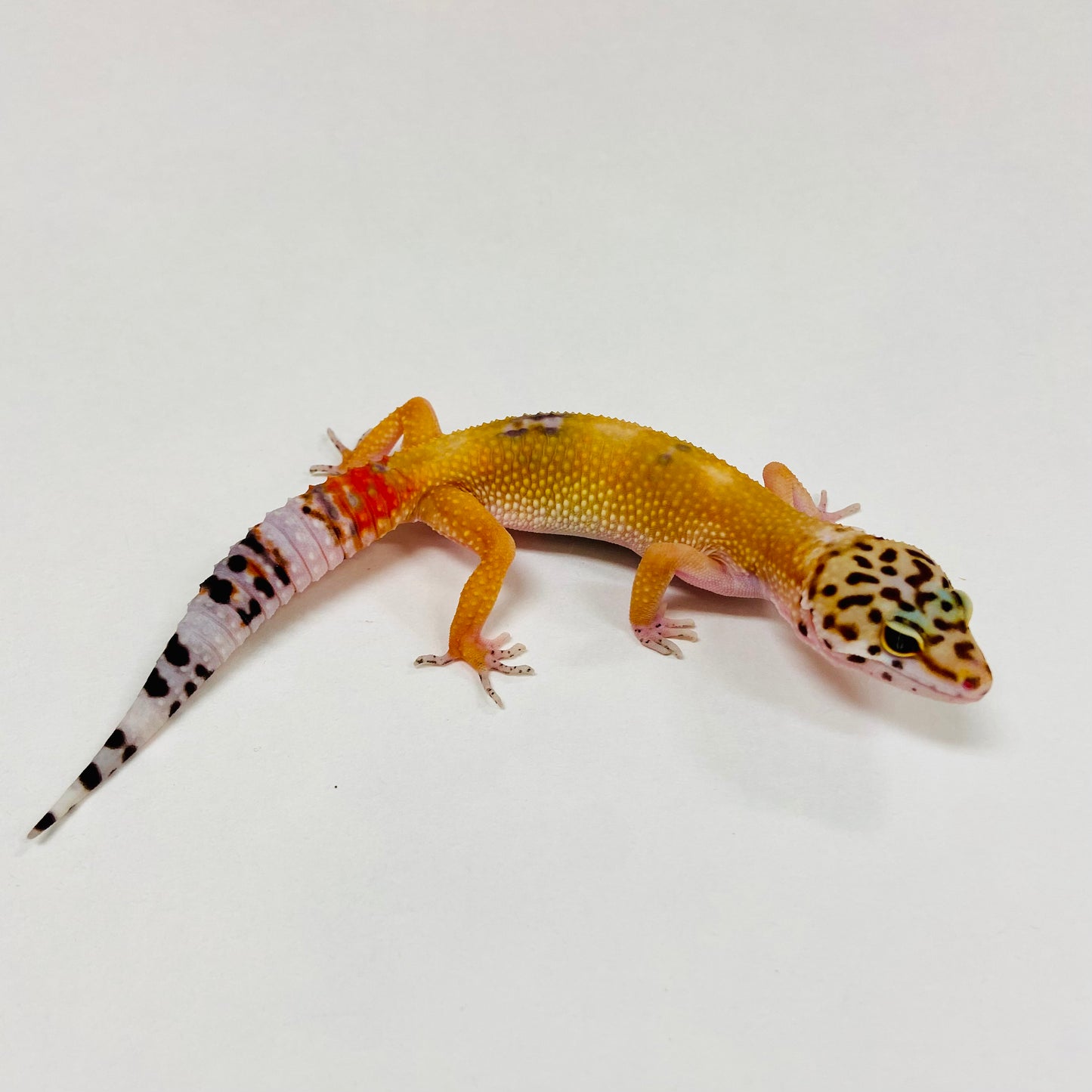 Tangerine Leopard Gecko 2025-086