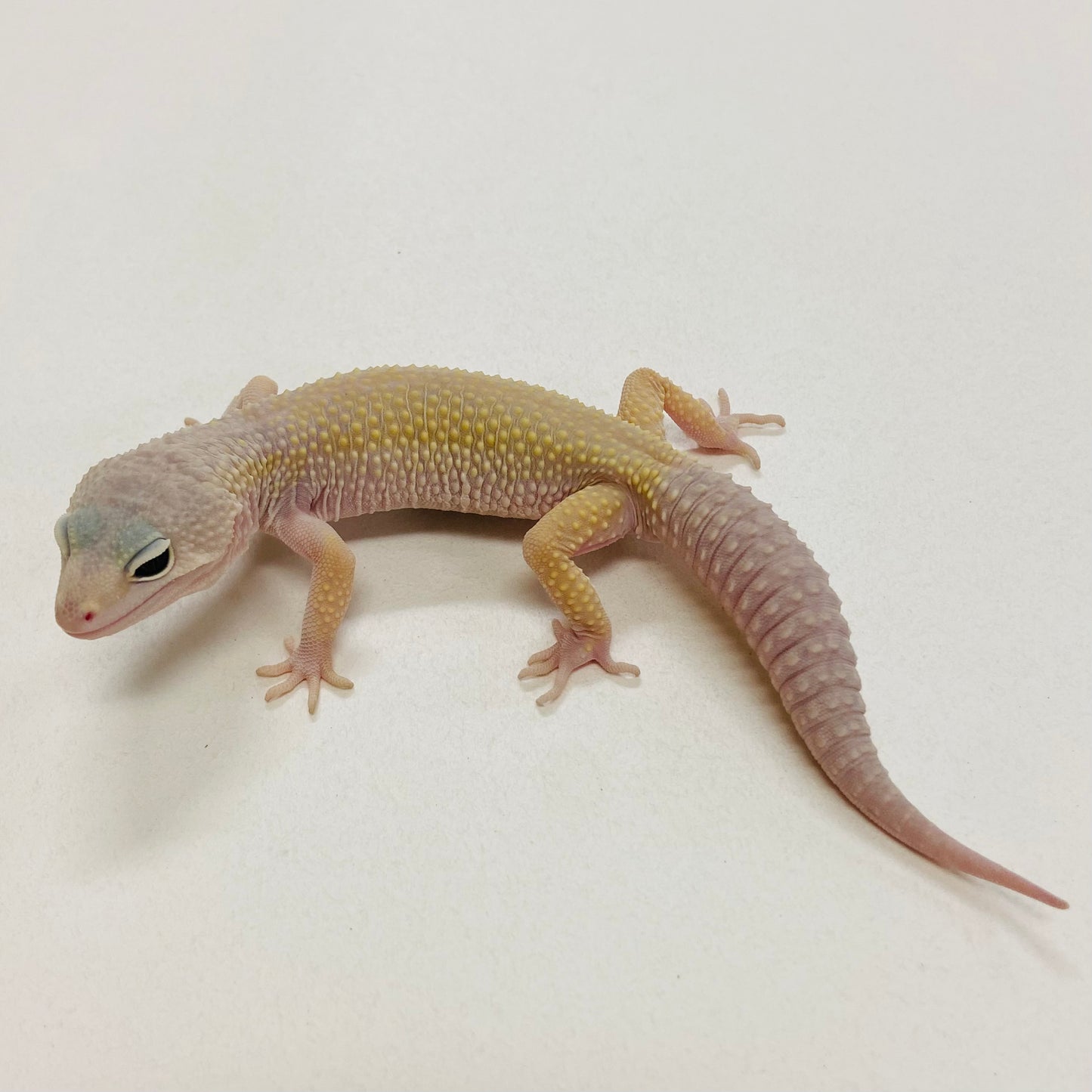 Murphy Patternless Pos MS Leopard Gecko Male 2025-133