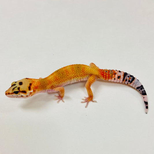 Citrine Leopard Gecko 2025-117