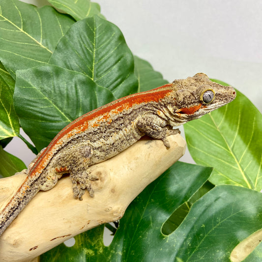 Red/Orange Stripe Gargoyle Gecko 2024 Male EH03