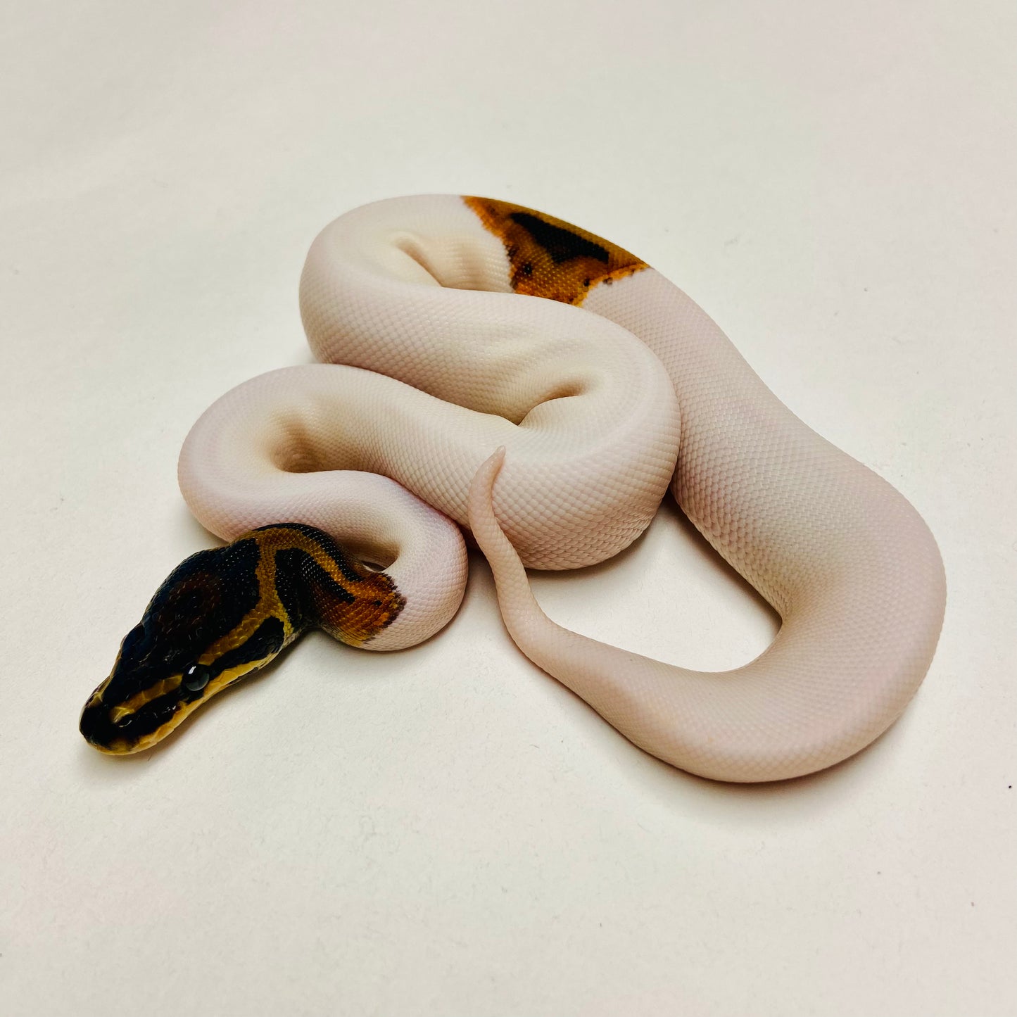 Pied Ball Python Female 2025F01