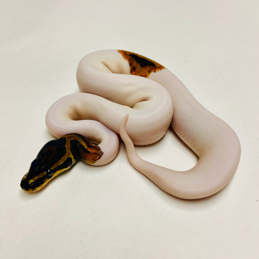 Pied Ball Python Female 2025F01