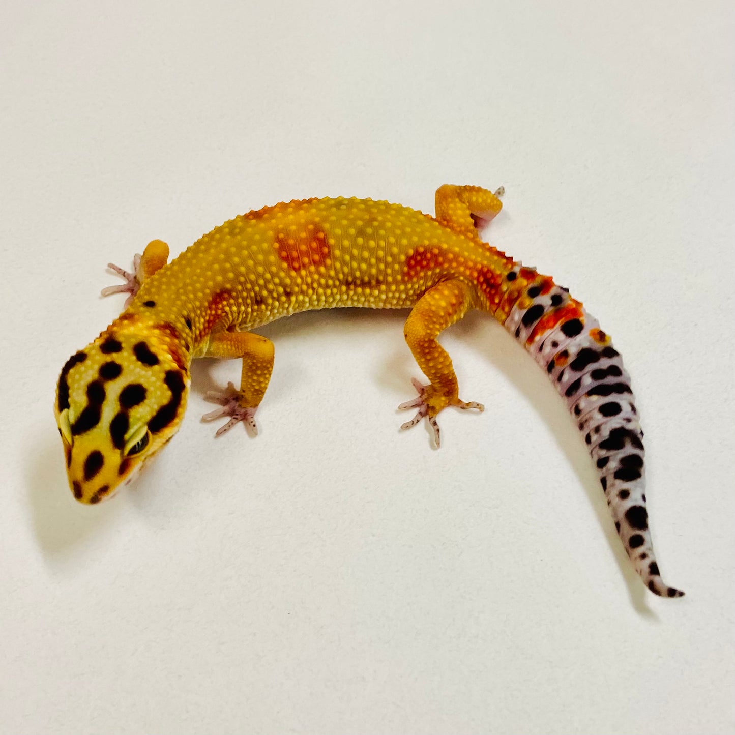 Citrine Leopard Gecko Female 2025-200