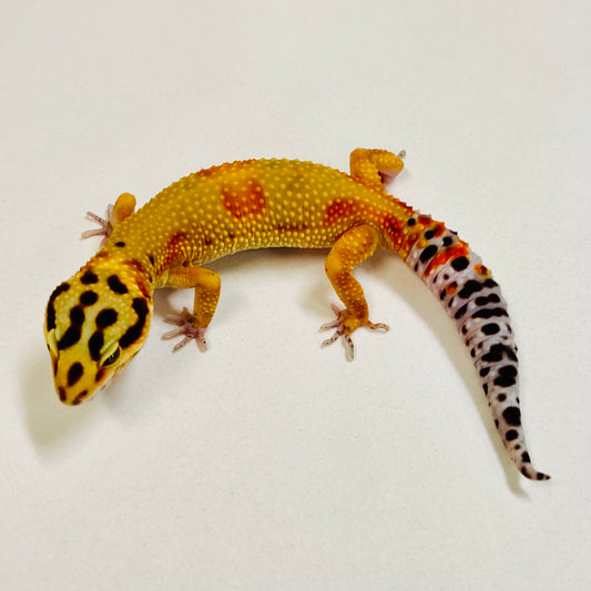 Citrine Leopard Gecko Female 2025-200