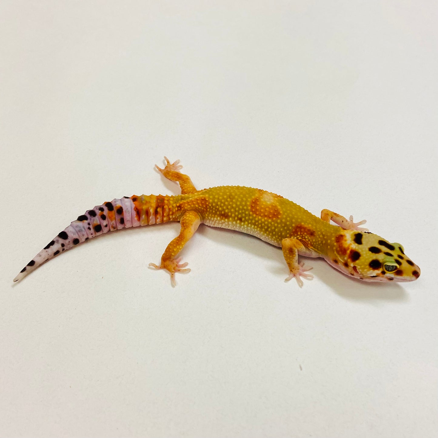 Citrine Leopard Gecko Female2025-199