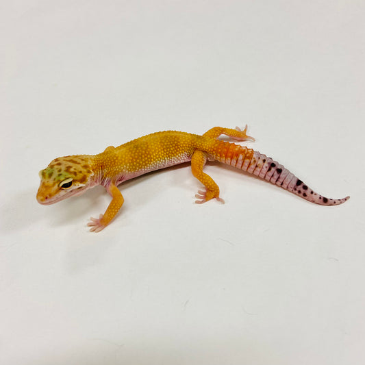 Super Hypo Tangerine Carrot Tail Leopard Gecko Male G-B6-90524-1