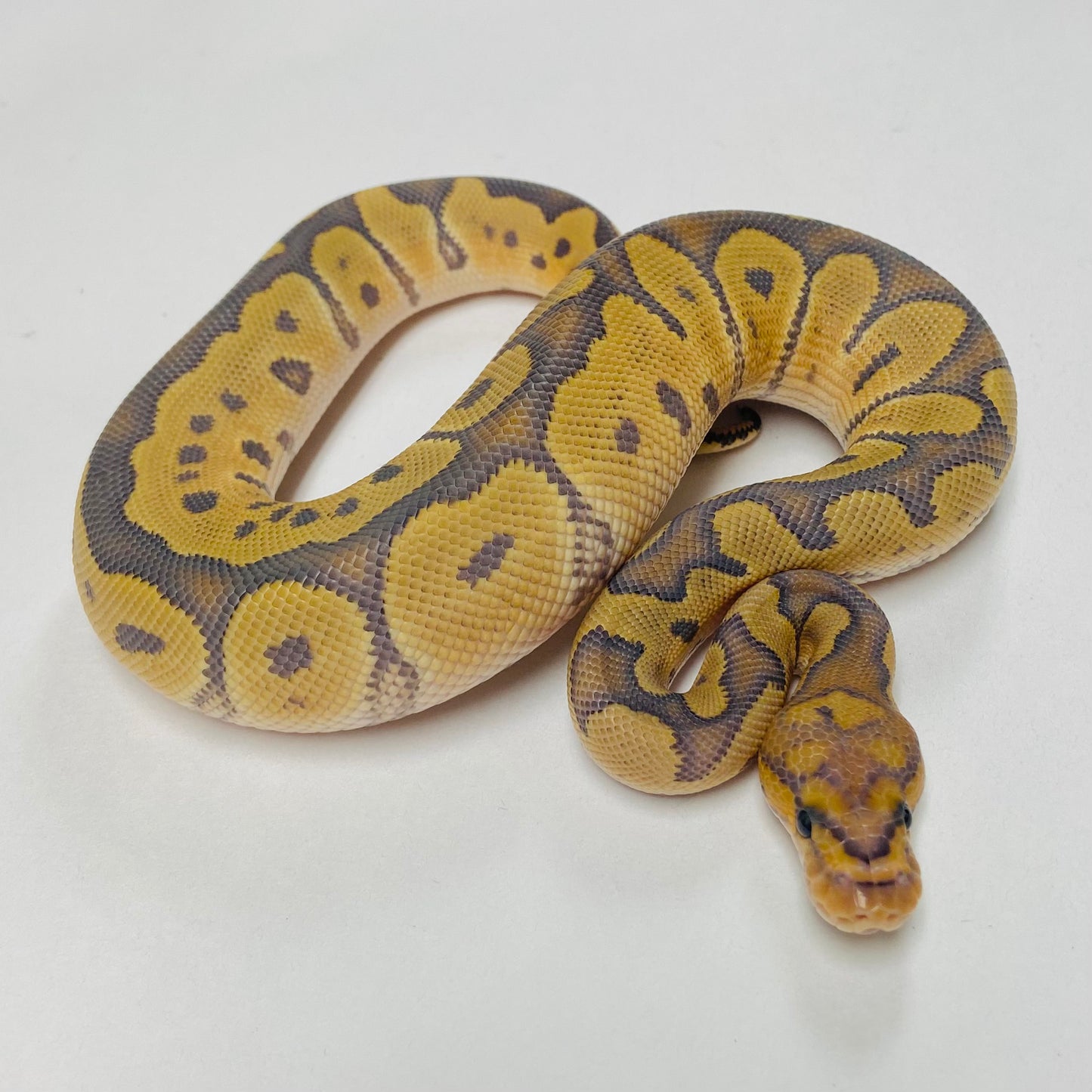 Hypo Clown Ball Python Male 2025M01