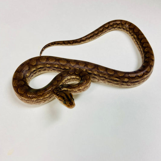Colombian Rainbow Boa 2023 Male M04