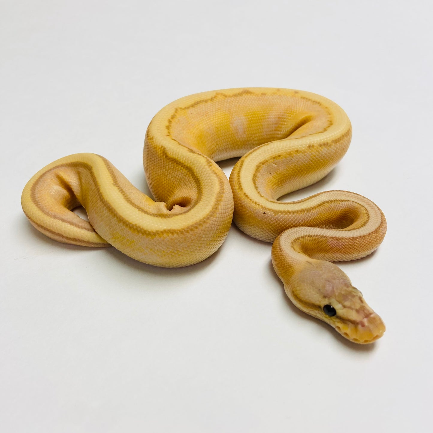 Banana Pastel Genetic Stripe Ball Python - Male #2023M03