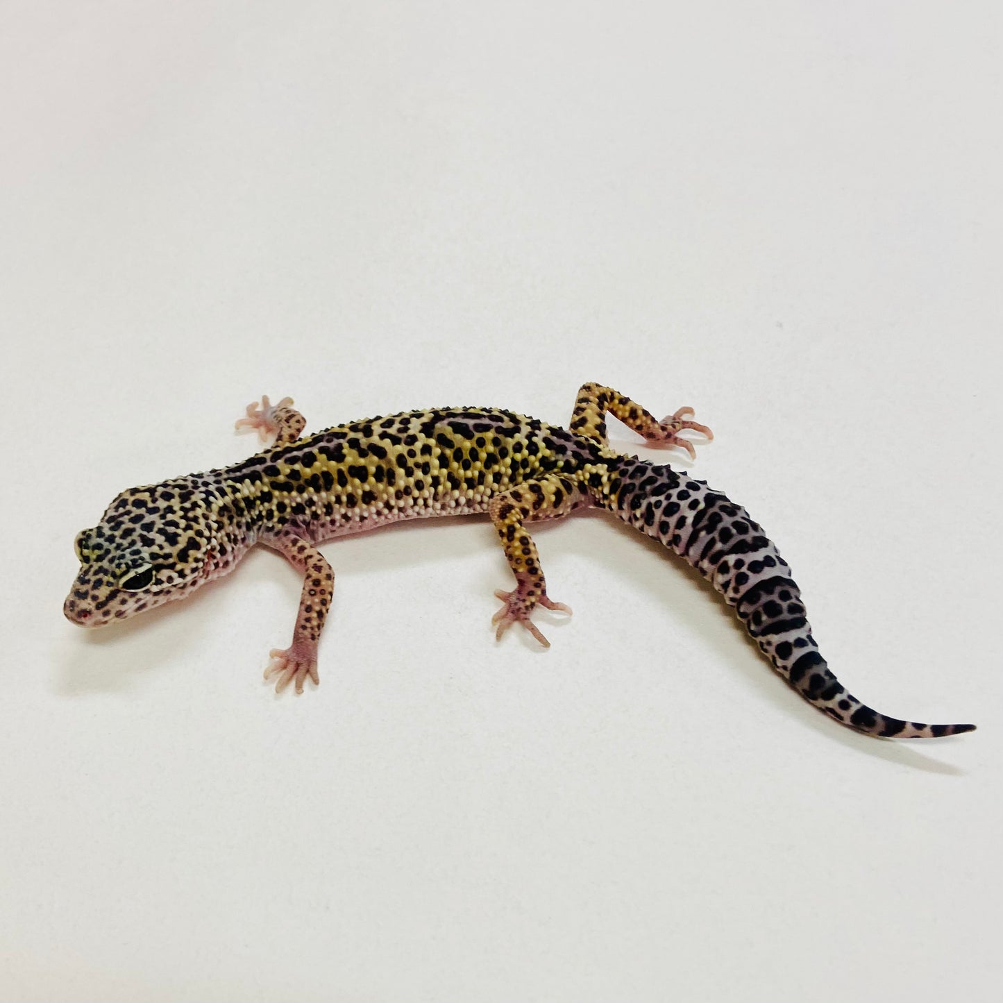 Dark Mack Snow Leopard Gecko Pos Male 2025-146