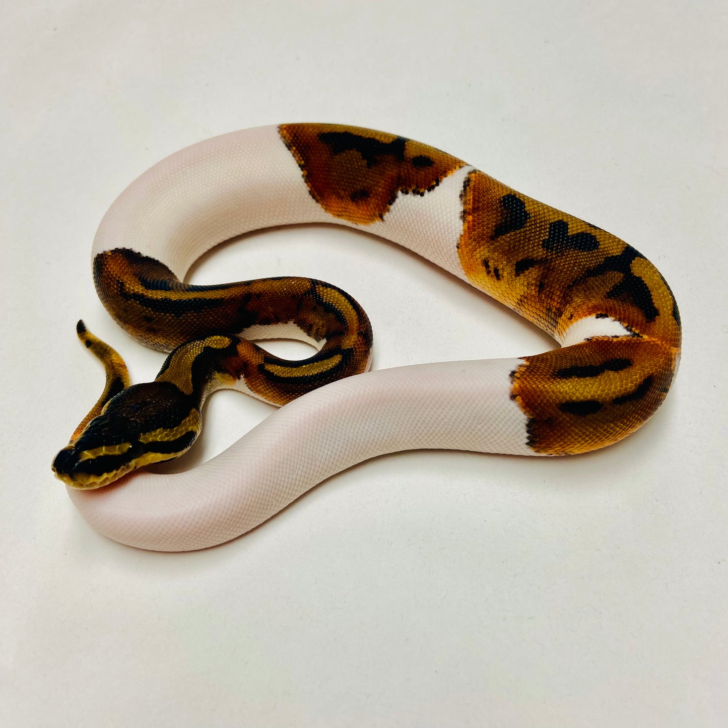 Pied Het Albino Ball Python Female 2025F02