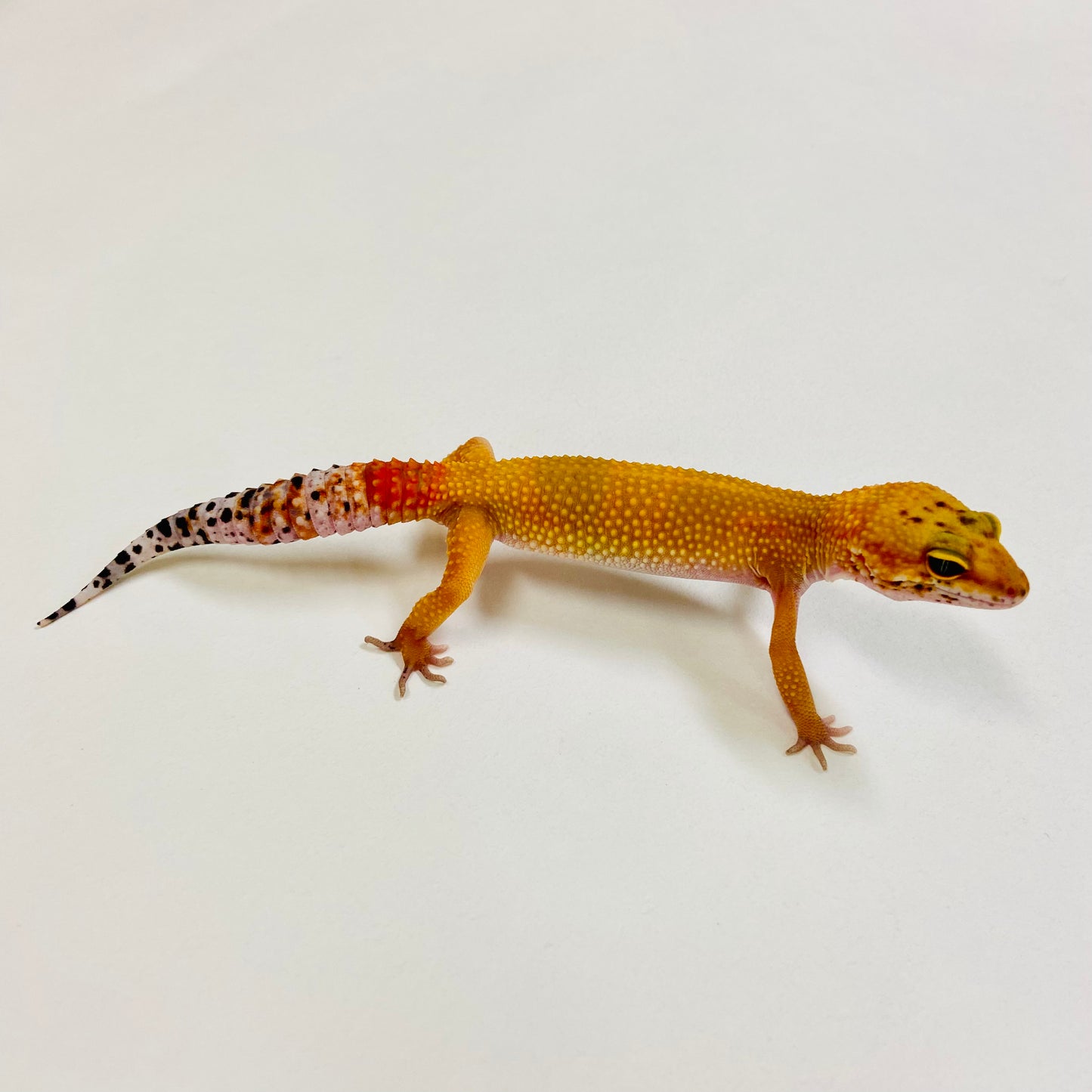 Super Hypo Blood Tangerine Carrot Tail Leopard Gecko Female 2025-100