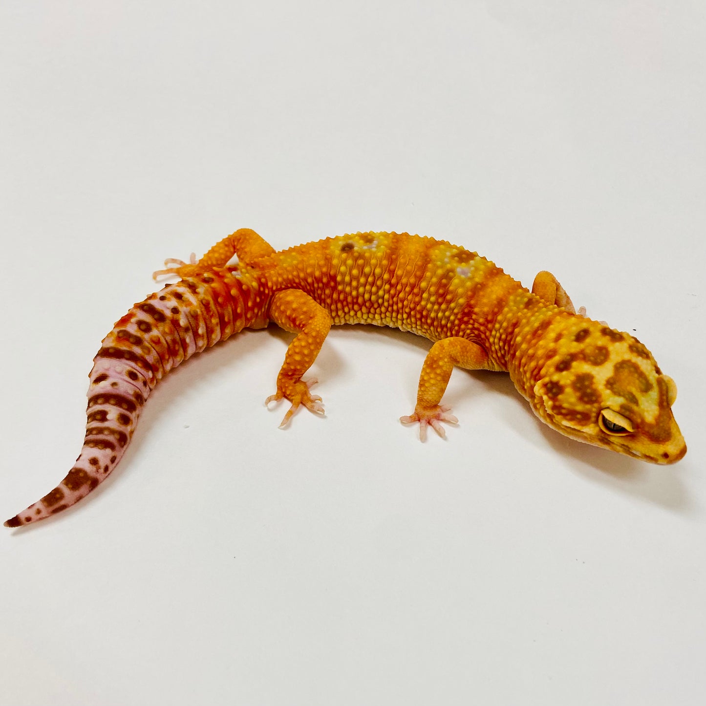 Adult Group 1.4 Sunglow Tremper Leopard Gecko LBG-09