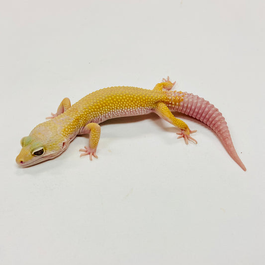 Mack Snow Tremper Murphy Patternless W/Y Leopard Gecko Male I-C3-70422-1