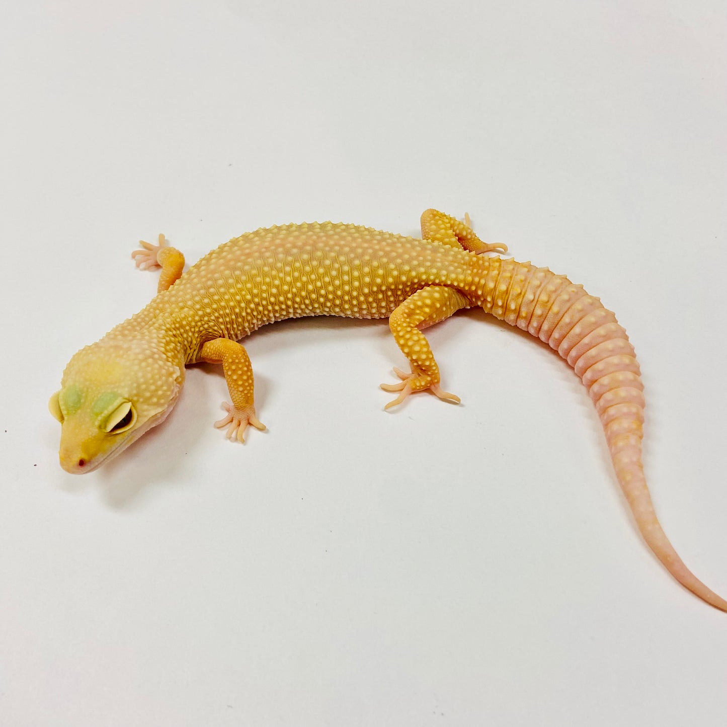 Adult Group 2.1 Tremper Super Snow Murphy Patternless Leopard Gecko LBG-16
