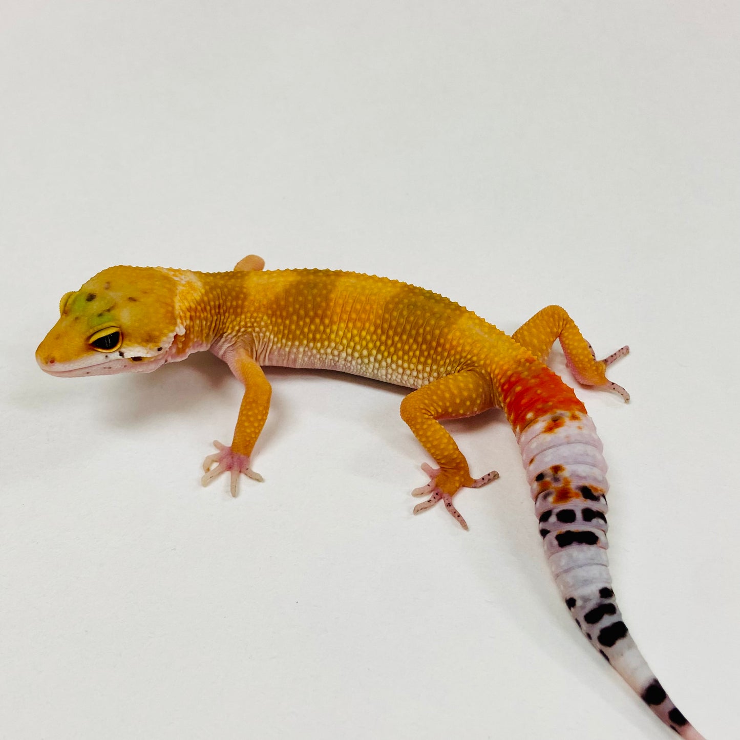 Citrine Leopard Gecko 2025-102