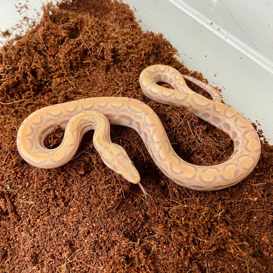 T+ Albino Colombian Rainbow Boa 2025 Male