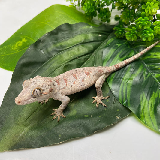 Orange Blotched Reticulated Gargoyle Gecko 2024 Male AN404
