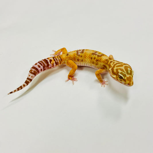 Bold Tangerine Tremper Albino W/Y Leopard Gecko Male H-D1-62322-1