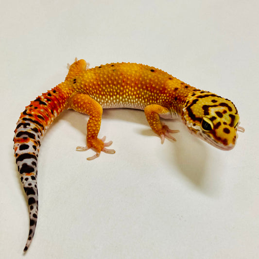 Dark Tangerine Leopard Gecko Female 2025-219