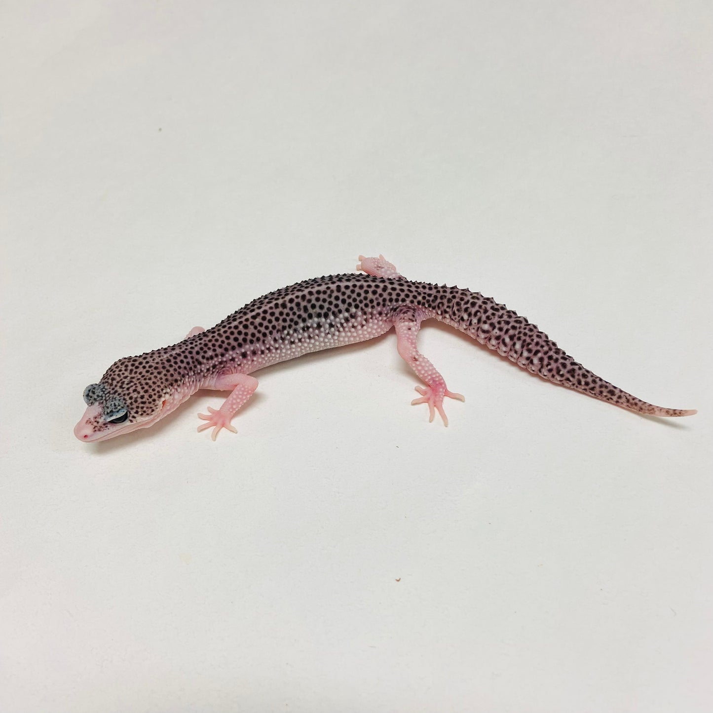 Super Snow Eclipse Leopard Gecko Female A-B11-12524-1
