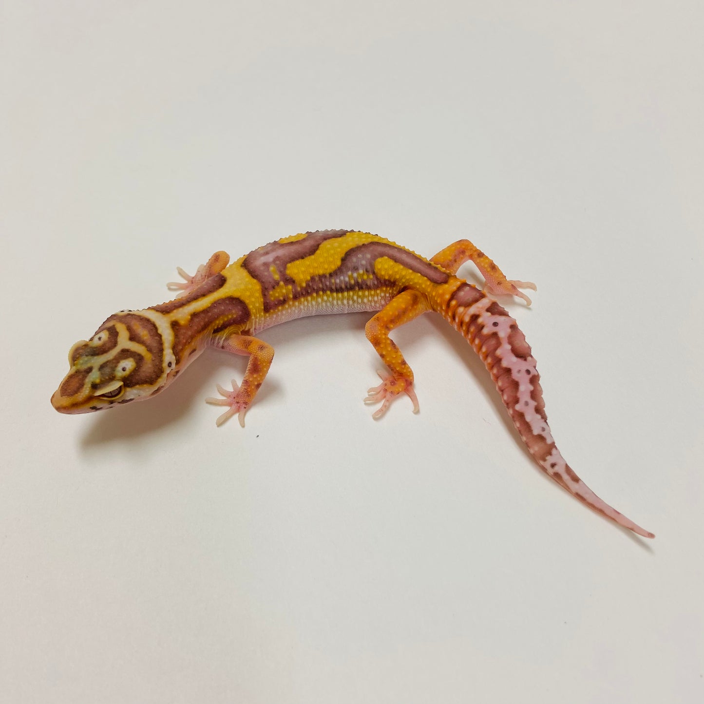 Bold Bell Leopard Gecko 2025-023