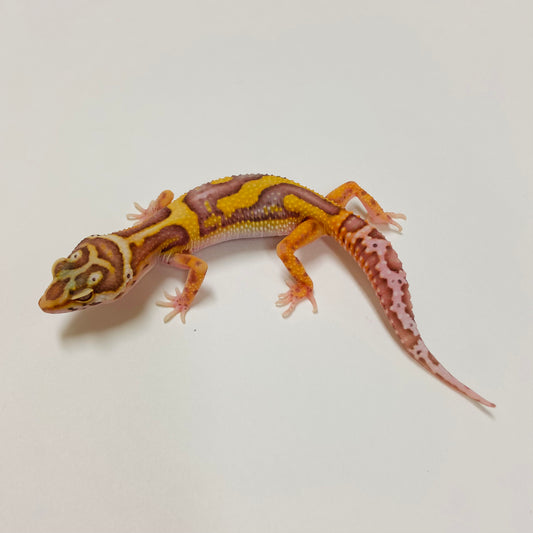 Bold Bell Leopard Gecko 2025-023