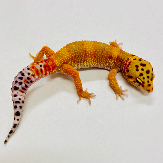 Citrine Leopard Gecko Male 2025-148