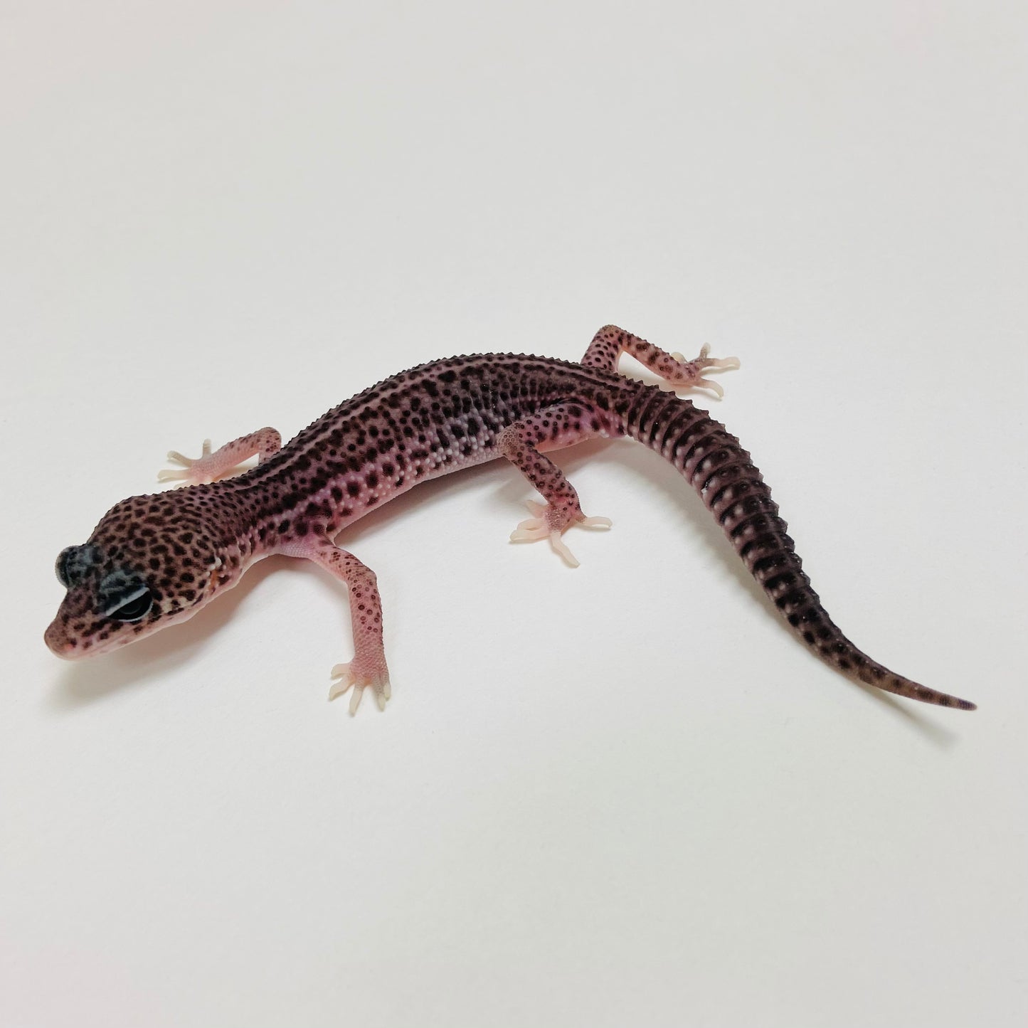 Dark Super Snow Eclipse Leopard Gecko Male 2025-034