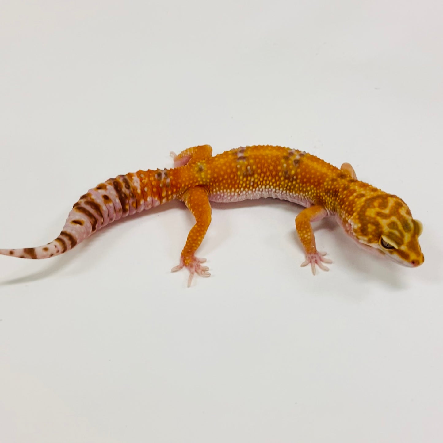 Albino Tremper Tangerine Leopard Gecko Female H-B5-90523-1