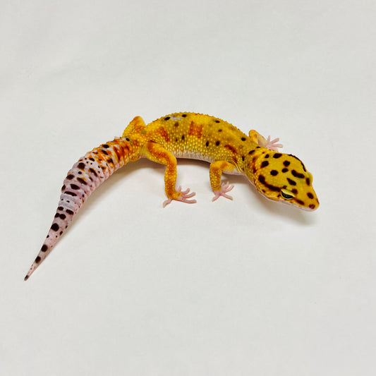 Hi Green Tangerine Leopard Gecko Male B-A1-70824-1